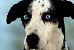 To zdarzyło się w Polsce!