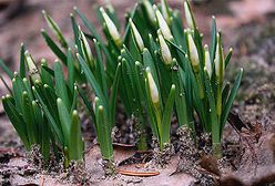 Pierwsze oznaki wiosny