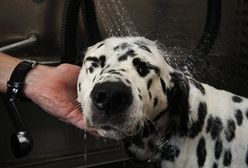 Pierwsza myjnia dla psów