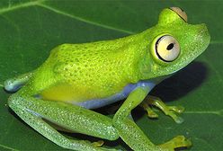 Kolorowe skarby Amazonii