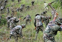 Plantacja narkotycznej rośliny