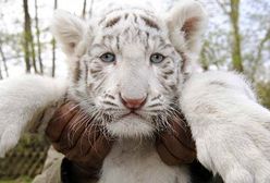 Małe, białe, słodkie