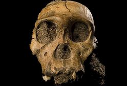 Oto nasz nieznany przodek