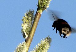 Czas zapylić kwiatki