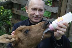 Putin łagodny jak baranek