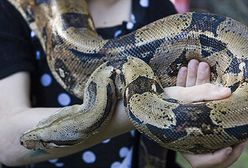 Jak minął tydzień w Polsce