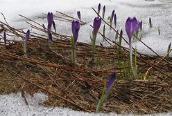 Wszyscy na nią czekali z niecierpliwością