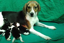 Pies, który świeci