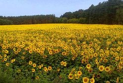 Gwałtowna zmiana pogody