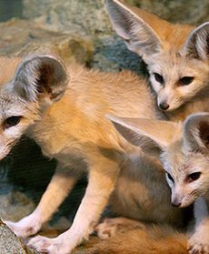 Wizyta w krakowskim zoo