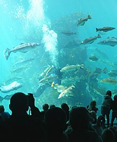 Największe norweskie akwarium