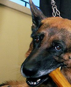 Najdzielniejsze polskie czworonogi