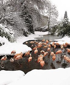 Szwajcaria pod śniegiem