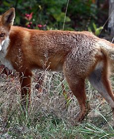 Zwierzęta jesienią