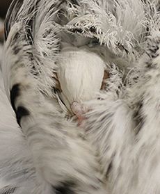 Wystawa gołębi rasowych