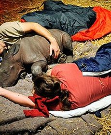 Adopcja małego nosorożca