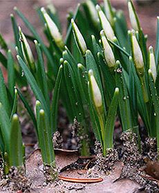 Pierwsze oznaki wiosny