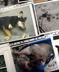 Mordują psy przed Euro 2012