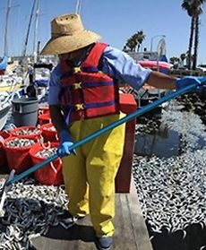 Tajemnicza śmierć tysięcy ryb