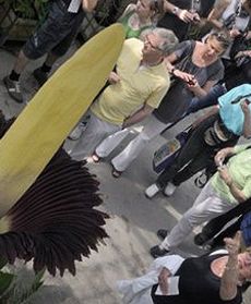 Niesamowita roślina