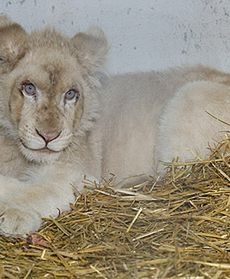 Biały lew
