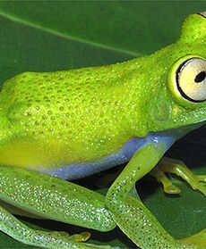 Kolorowe skarby Amazonii