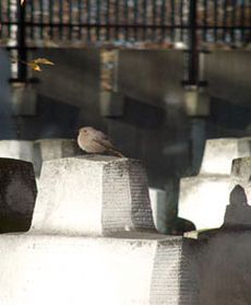 Piękne polskie cmentarze