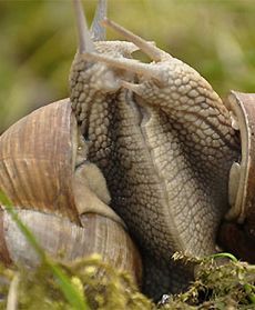 Wychodzą po deszczu...