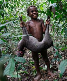 Dzień z życia Pigmeja