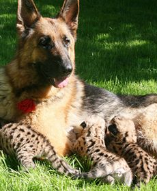 Pies, który pumy wychowa