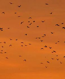 Niebo stanęło w ogniu