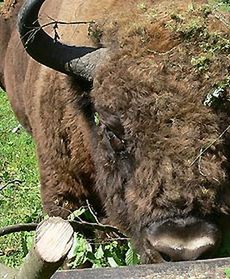 Wizyta w Białowieży