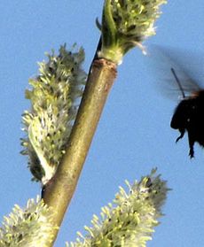 Czas zapylić kwiatki