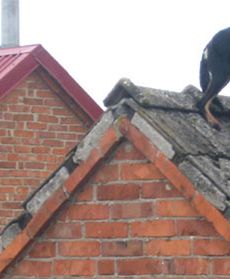 Woda odcięła zwierzęta od ludzi