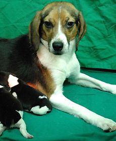 Pies, który świeci