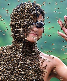 On pszczół się nie boi