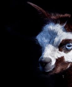 Alpaki we wrocławskim zoo