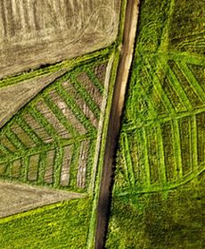 Czym są tajemnicze znaki na ziemi?