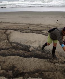 Katastrofa ekologiczna w Nowej Zelandii