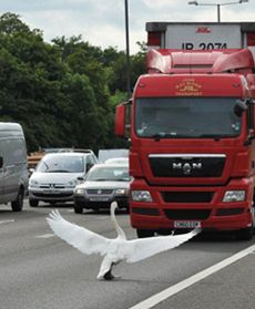 Ptak wstrzymał ruch uliczny