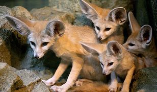 Wizyta w krakowskim zoo