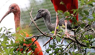 Tego jeszcze nie było