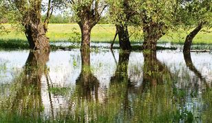 Zalane uprawy, sady, pola