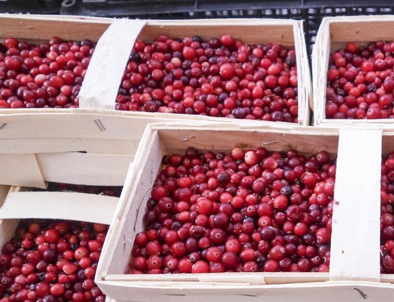 Wojna handlowa UE z USA uderzy w sprzedaż żurawiny. "Jest nie do zastąpienia"