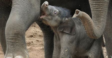 Słoniątko z autralijskiego zoo