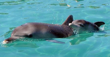 Mały delfin z Australii