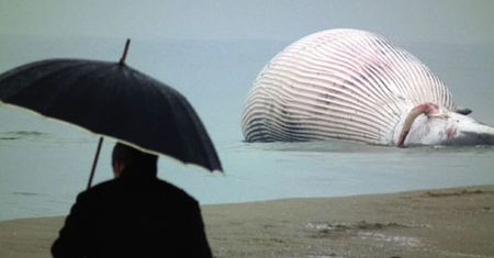 Olbrzym na plaży