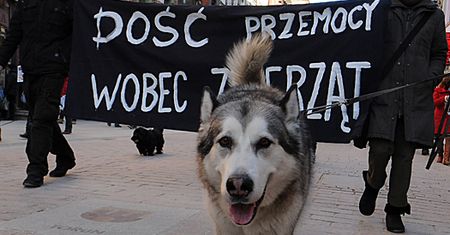 "NIE agresji wobec zwierząt"