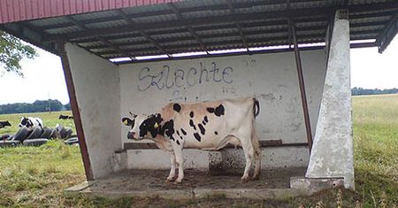 Dziwne pamiątki z wakacji