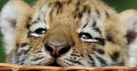 Nowa gwiazda zoo
